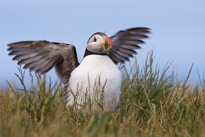 Papageitaucher Fratercula arctica Atlantic Puffin